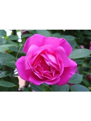 Ucuzluk Diyarı  Açık Kök Gül Fidanı ( Şeker Pembesi ) 30 40 cm Boy