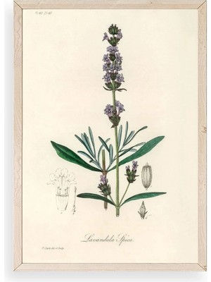 Yaprak Ahşap Çerçeveli Tablo