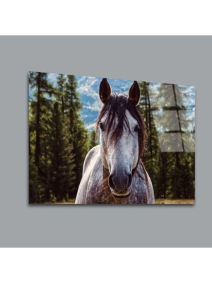 Glassual Art Beyaz At Hayvanlar Alemi Cam Tablo PCT0121