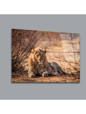Aslan 9 Hayvanlar Alemi Cam Tablo PCT0133