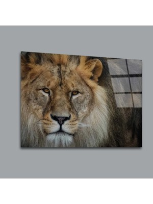 Glassual Art Aslan 11 Hayvanlar Alemi Cam Tablo PCT0134
