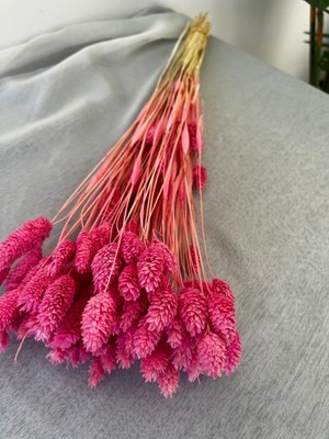 Ziva Dekor Pembe Phalaris 50 Gram