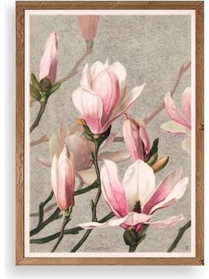 Marsilyan Magnolia Flowers Ahşap Çerçeveli Tablo 17 x 23