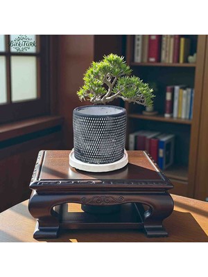 BitkiTÜRK Beton Saksı ve Altlik Seti 12CM×13CM Kaktüs&sukulent Salon Bitkilerine Ideal