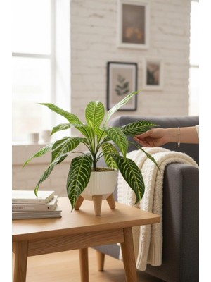 Nettenevime Yapay Çiçek Drecana Yukka 18 Yapraklı Salon Çiçeği Zigon Saksıda Yapay Bitki