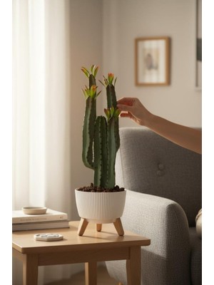 Nettenevime Yapay Kaktüs 4 Kollu Yapraklı Model Zigon Saksıda Yapay Bitki 70CM