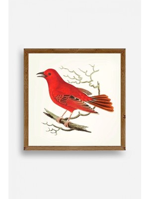 Marsilyan Kuş Ahşap Çerçeveli Tablo 50 x 50