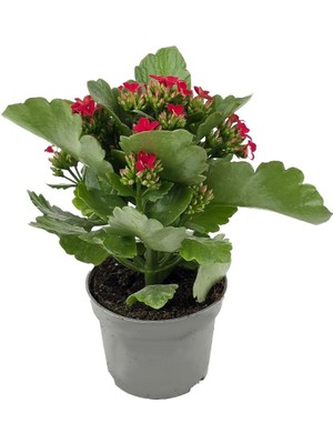 Gardenkoala Kırmızı Kalanşo Çiçeği – Kalanchoe Blossfeldiana 10.5 cm Saksı