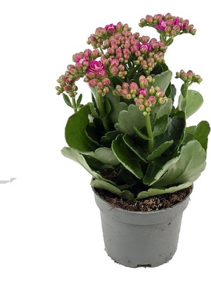 Gardenkoala Pembe Kalanşo Çiçeği – Kalanchoe blossfeldiana 10.5 cm Saksı