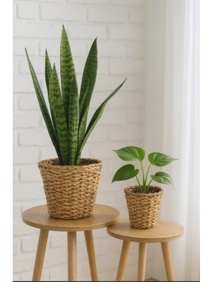 Çavdar Group 2'li Hasır Mini Saksılık 2 Adet El Örgüsü Hasır Saksı
