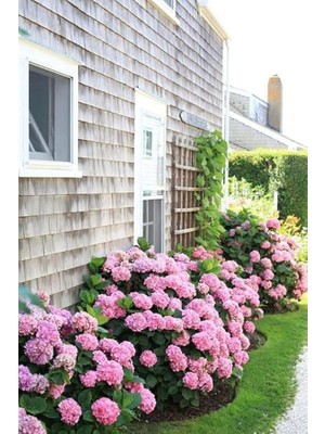 Wishora Store Look 15 Adet Pembe Renkli Ortanca Çiçeği Tohumu TH-2022DSHNGLKTHM177