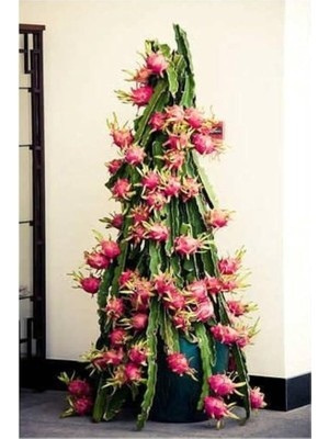 Wishora Store Look Cüce Ejder Meyvesi Tohumu / 10+ Tohum TH-THMCMTHM581