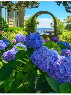 Wishora Store Look 15 Adet Mavi Renkli Ortanca Çiçeği Tohumu TH-2022DSHNGLKTHM170