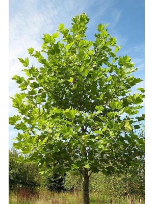 Wishora Store Look Çınar Ağacı Tohumu / 5 Adet Tohum TH-2022DSHNGLKTHM228