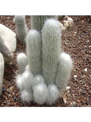 Wishora Store Look Cephalocereus Senilis Kaktüs Tohumu TH-9154684654669