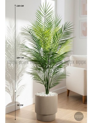 Biçiçek Areka Ağacı 24 Yapraklı 130 cm Vega Saksıda