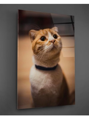 Marsilyan Sarı Kedi Dikey Cam Tablo