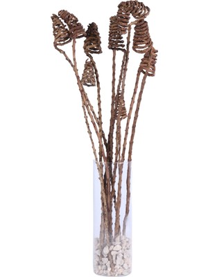 Yapay Çiçek Sitesi Tropic Kuru Çiçek 10LU Tail Cone