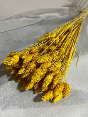 Ziva Dekor Sarı Phalaris Kuş Otu 50 Gram