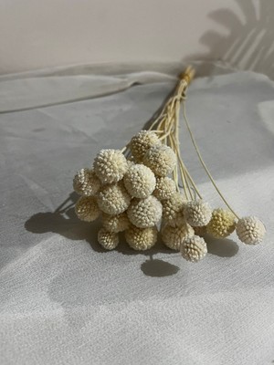 Ziva Dekor Beyaz Craspedia 10 Dal