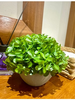 FB Cup Modern Gri Saksılı Yapay Yeşil Bitki - Yaşam Alanınıza Doğal Dokunuş (13X17 Cm)