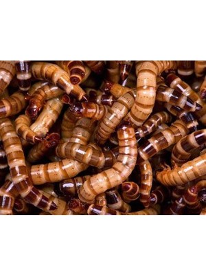 Koçlar Morio Kurdu 100 Adet 2-3 cm Boyunda Balık -Kaplumbağa-Kanatlıhayvanyemi