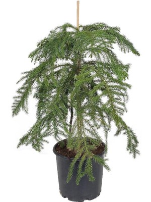 Gardenkoala Araucaria – Salon Çamı – 21 cm Saksı