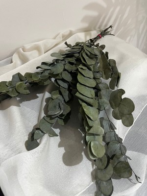 Ziva Dekor Açık Yeşil Şoklanmış Okaliptüs 50 Gram