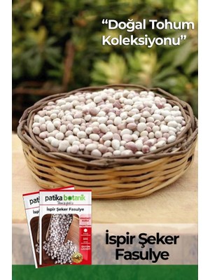 Patika Botanik 50 Adet Ispir Şeker Fasulye Tohumu