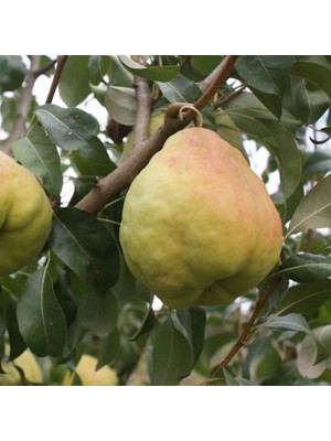 Taber 3 Yaş Aşılı Deveci Armut Fidanı, Torbada