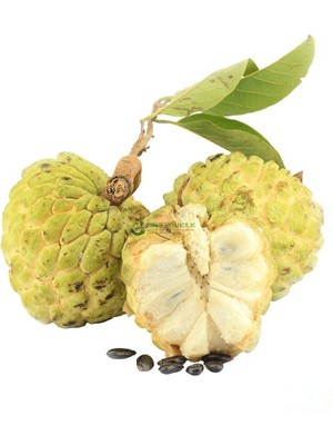 Taber 2 Yaş Tropikal Sugar Apple (Şeker Elma) Fidanı, Torbada