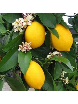 Taber Bodur Yediveren Mayer Limon Fidanı Torbada Aşılı 3 Yaş