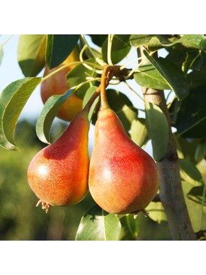 Taber Tüplü, Aşılı, June Gold / Haziran Altını Armut Fidanı