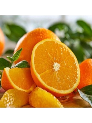 Taber 3 Yaş Soğuğa Dayanıklı Fukumoto Portakal Fidanı, Tüplü