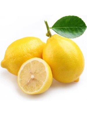 Taber Meyve Verme Yaşında Tüplü Kokulu Tatlı Limon/şeker Limon Fidanı (Sınırlı Stok)