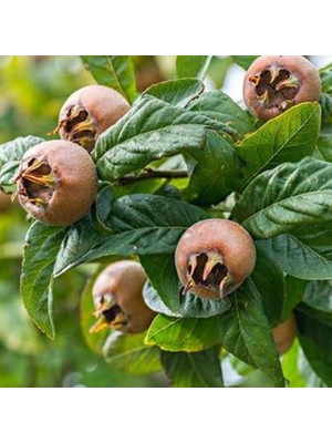 Fidan Sepetim 5 Yaş Aşılı Muşmula Fidanı