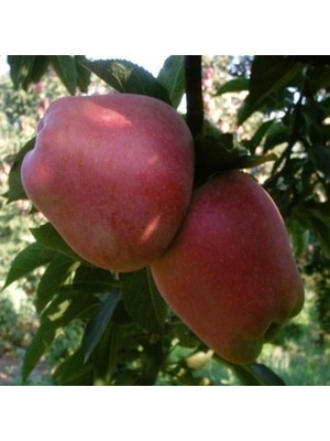 Fidan Sepetim 3 Yaş Aşılı Starkrimson Delicious Elma Fidanı *yarı Bodur*
