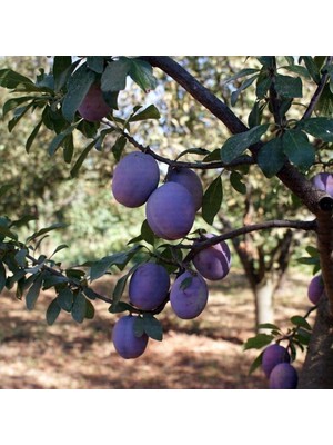 Fidan Sepetim 6 Yaş Aşılı President Erik Fidanı