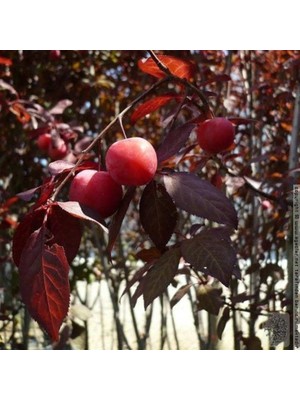 Fidan Sepetim 6 Yaş Kırmızı Yapraklı Süs Erik Fidanı