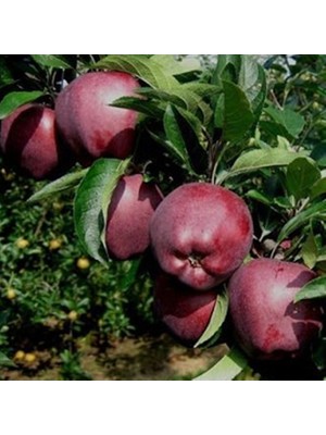 Fidan Sepetim 3 Yaş Aşılı Scarlet Spur Elma Fidanı