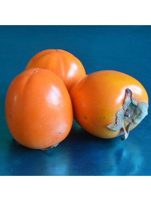 Fidan Sepetim 4 Yaş Aşılı Rojo Brillante Trabzon Hurması Fidanı