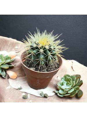 Taber Echinocactus Grusonii - Altın Fıçı Kaktüsü (8 Lik Saksıda)