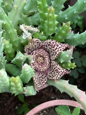 Taber Büyük Boy Leş Kaktüs (Saksısa ve Çiçek Açar Durumda)