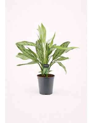 asiatic stargazer lily Easy to Grow Bulbs Lilium main image 1