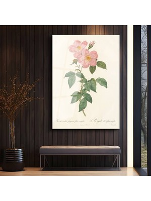 GülsenArt Pierre-Joseph Redouté Pembe Yaban Gülü Botanik Temperli Cam Tablo Duvar Tablosu Dekoratif Tablo
