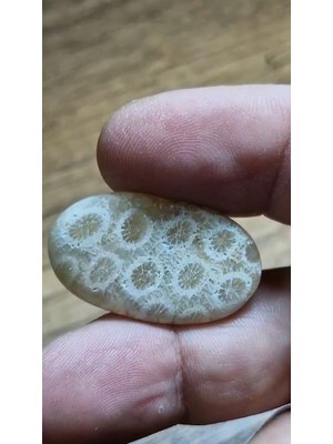 Aries 21.10CT 32.3X19.2MM Oval Coral Fossil