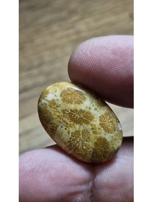 Aries 22.15CT 26.1X17.5MM Oval Coral Fossil