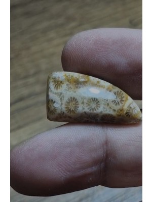 Aries 20.20CT 29.2X15.2MM Fancy Coral Fossil