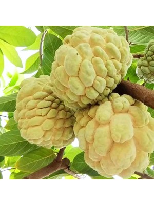 Taber Sarı Şeker Elması Fidanı (Yellow Sugar Apple) - Tüplü Egzotik Meyve Fidanı 20-30 cm