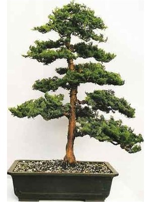 Sevimle Store Look Hinoki Çam Bonsai Ağacı Tohumu-10 Adet TH-2022DSHNGLKTHM084